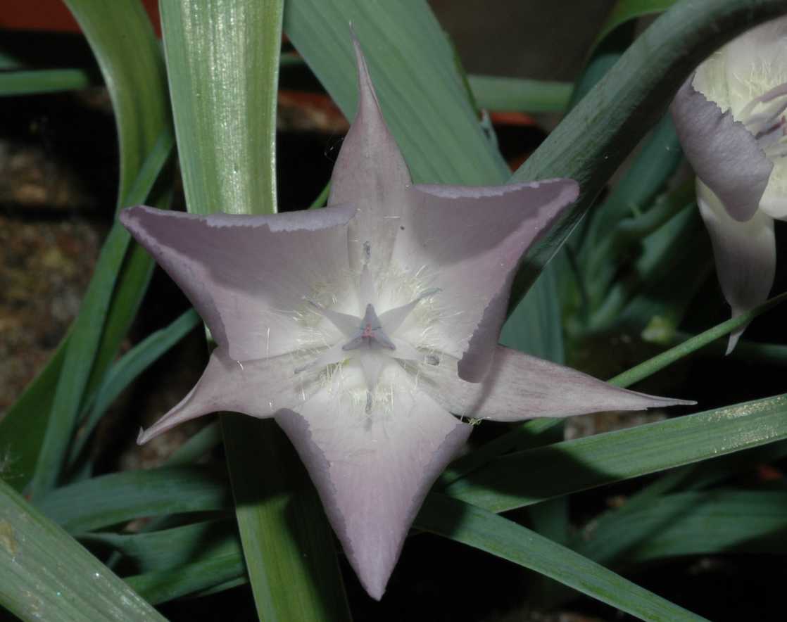 Liliaceae Calochortus 
