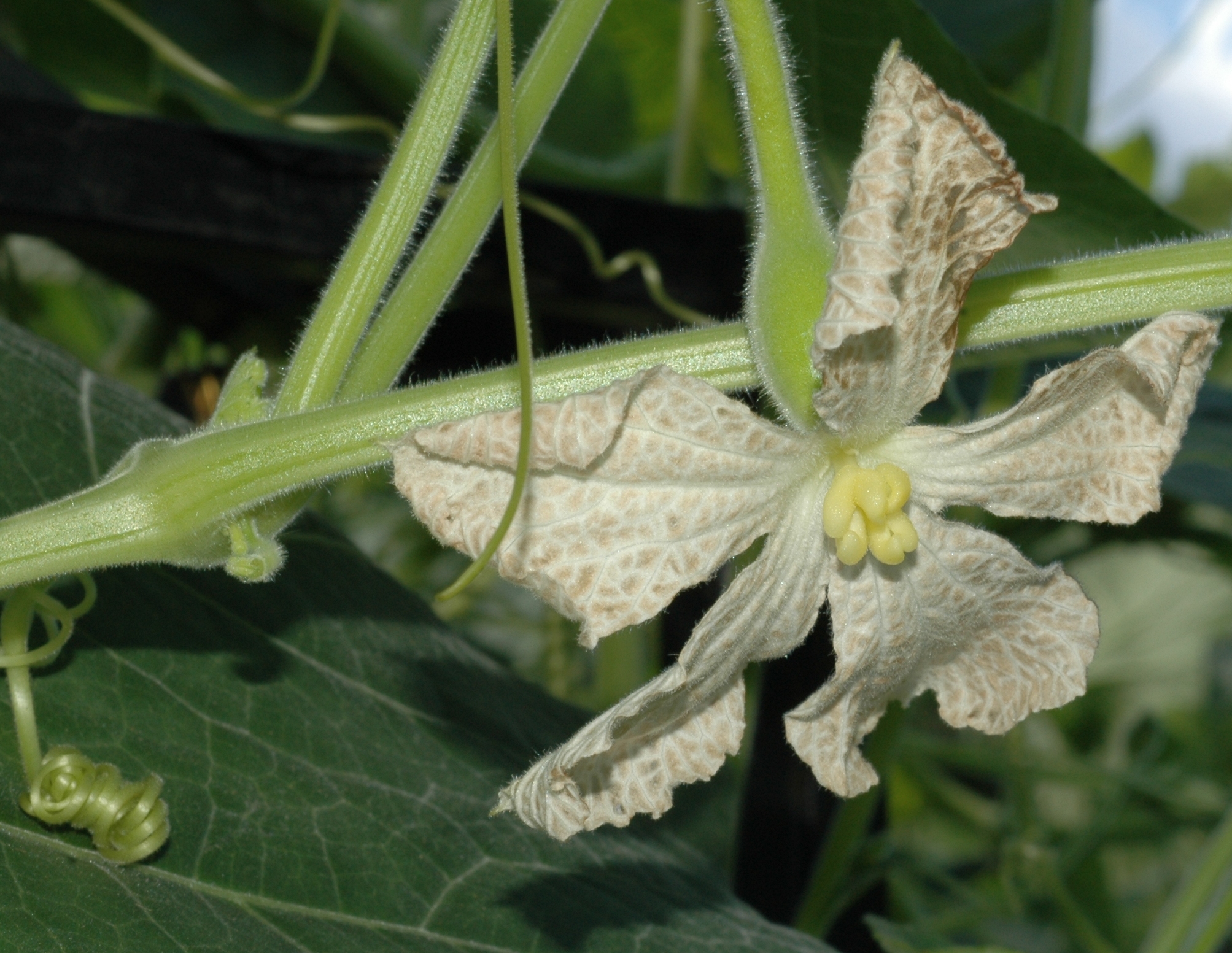 Cucurbitaceae Lagenaria sicerarria