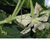 image of Lagenaria sicerarria