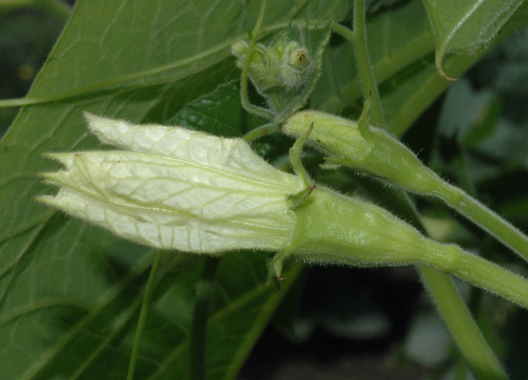 Cucurbitaceae Lagenaria sicerarria