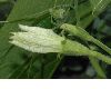 image of Lagenaria sicerarria