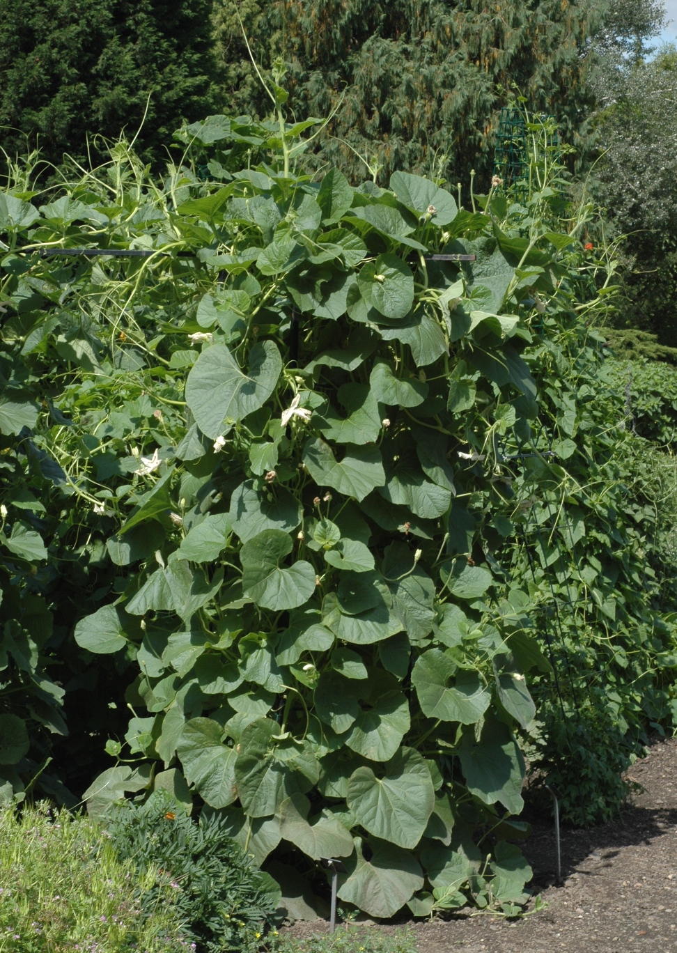 Cucurbitaceae Lagenaria sicerarria
