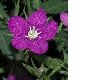 image of Legousia speculum-veneris