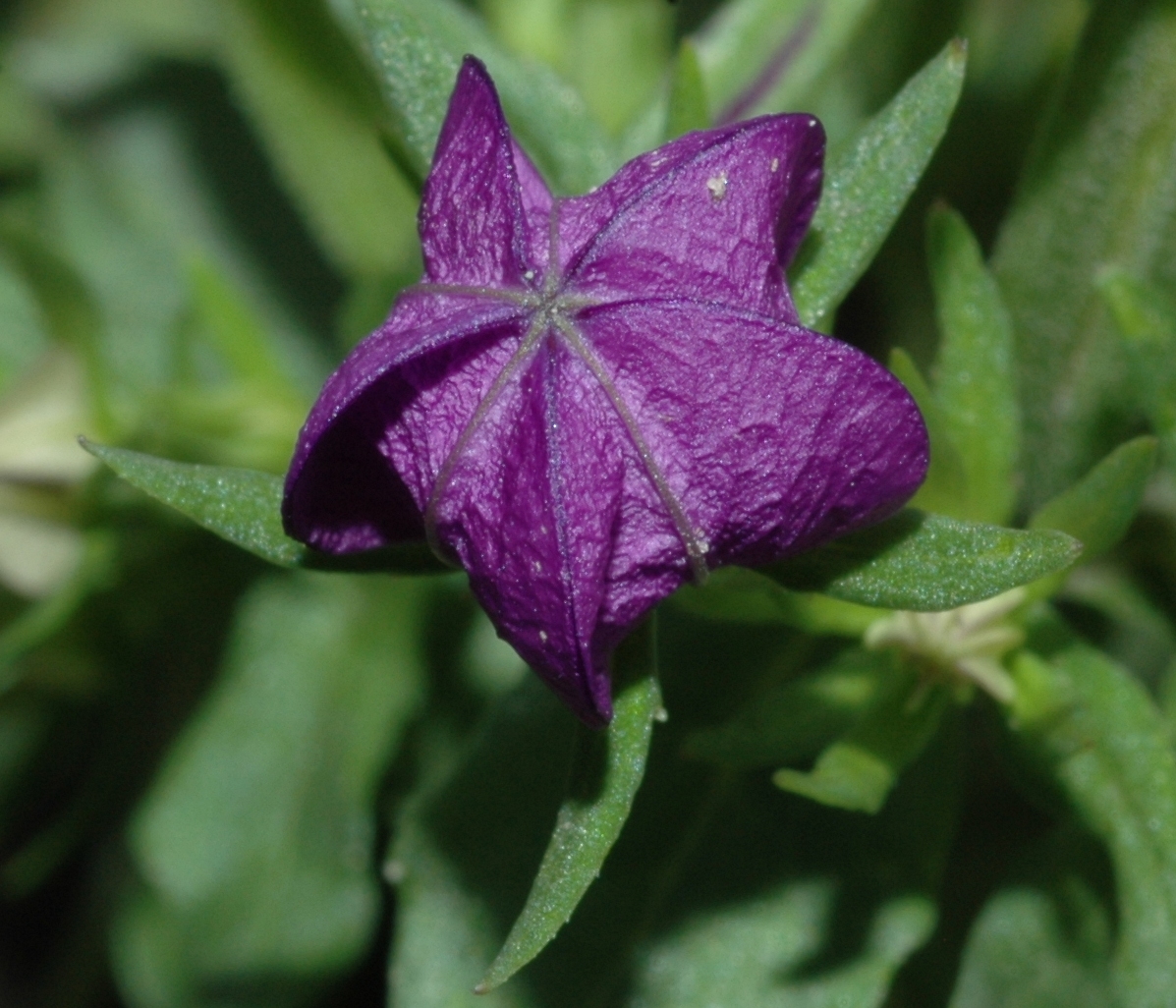 Campanulaceae Legousia speculum-veneris