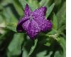 image of Legousia speculum-veneris