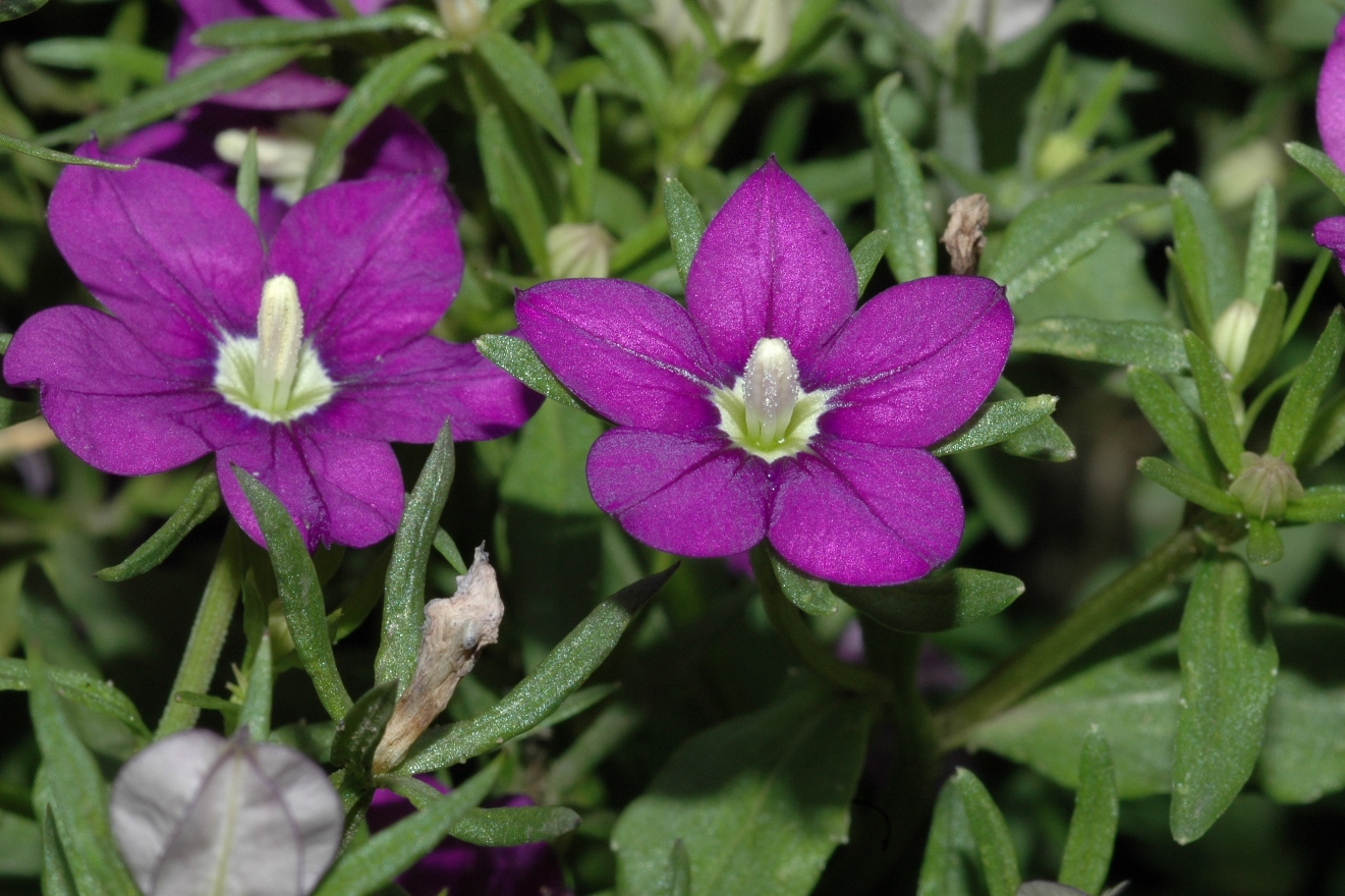 Campanulaceae Legousia speculum-veneris