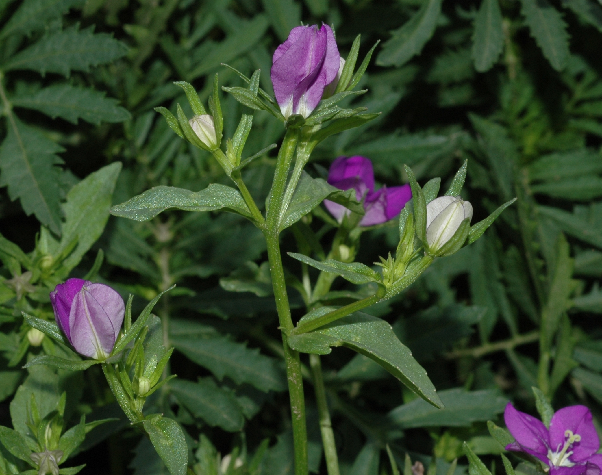 Campanulaceae Legousia speculum-veneris