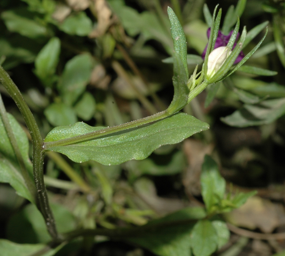 Campanulaceae Legousia speculum-veneris