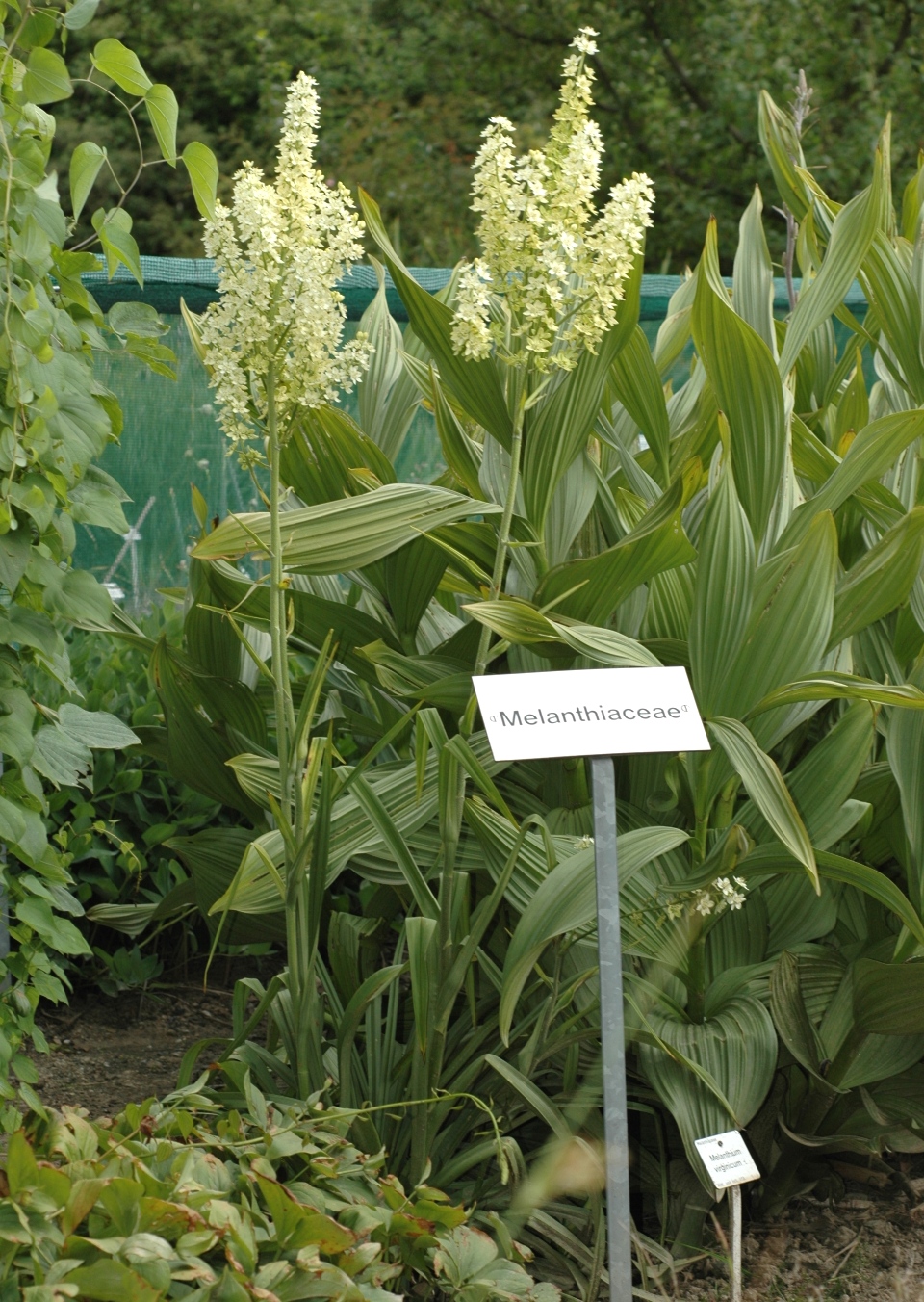 Melanthiaceae Melanthium virginicum
