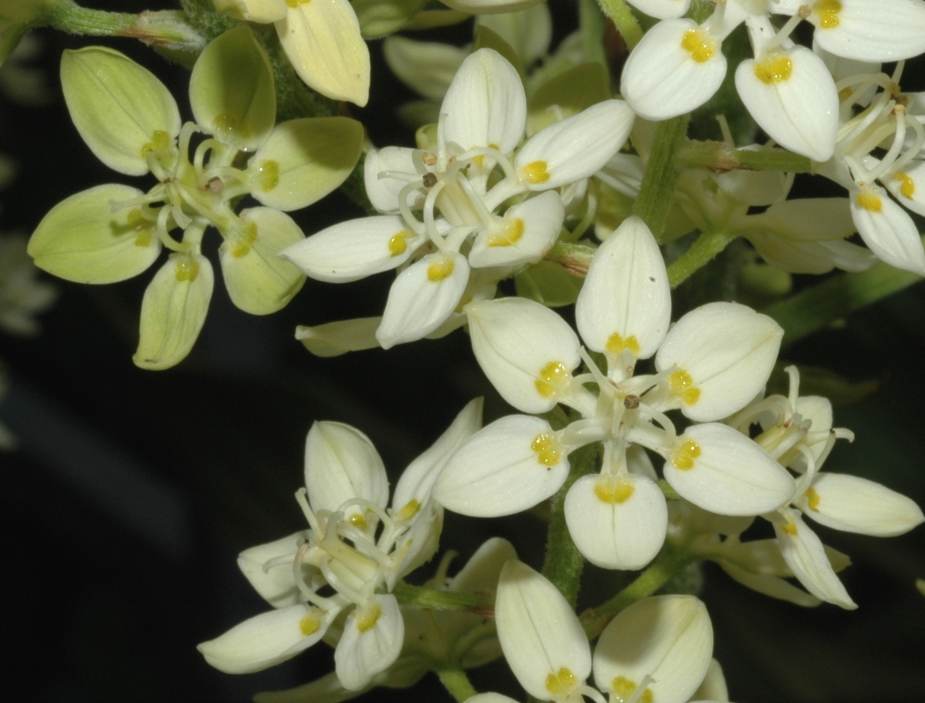 Melanthiaceae Melanthium virginicum