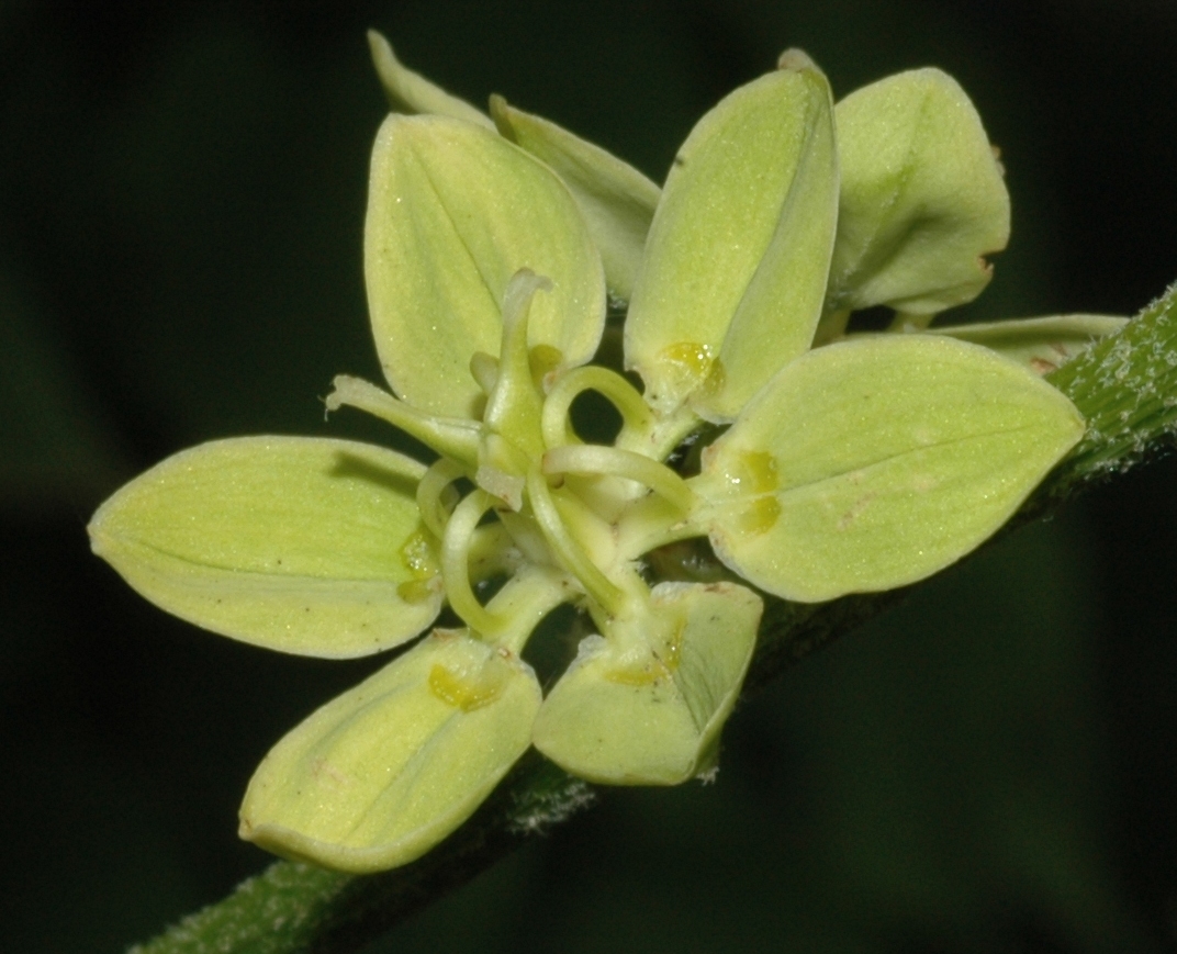 Melanthiaceae Melanthium virginicum