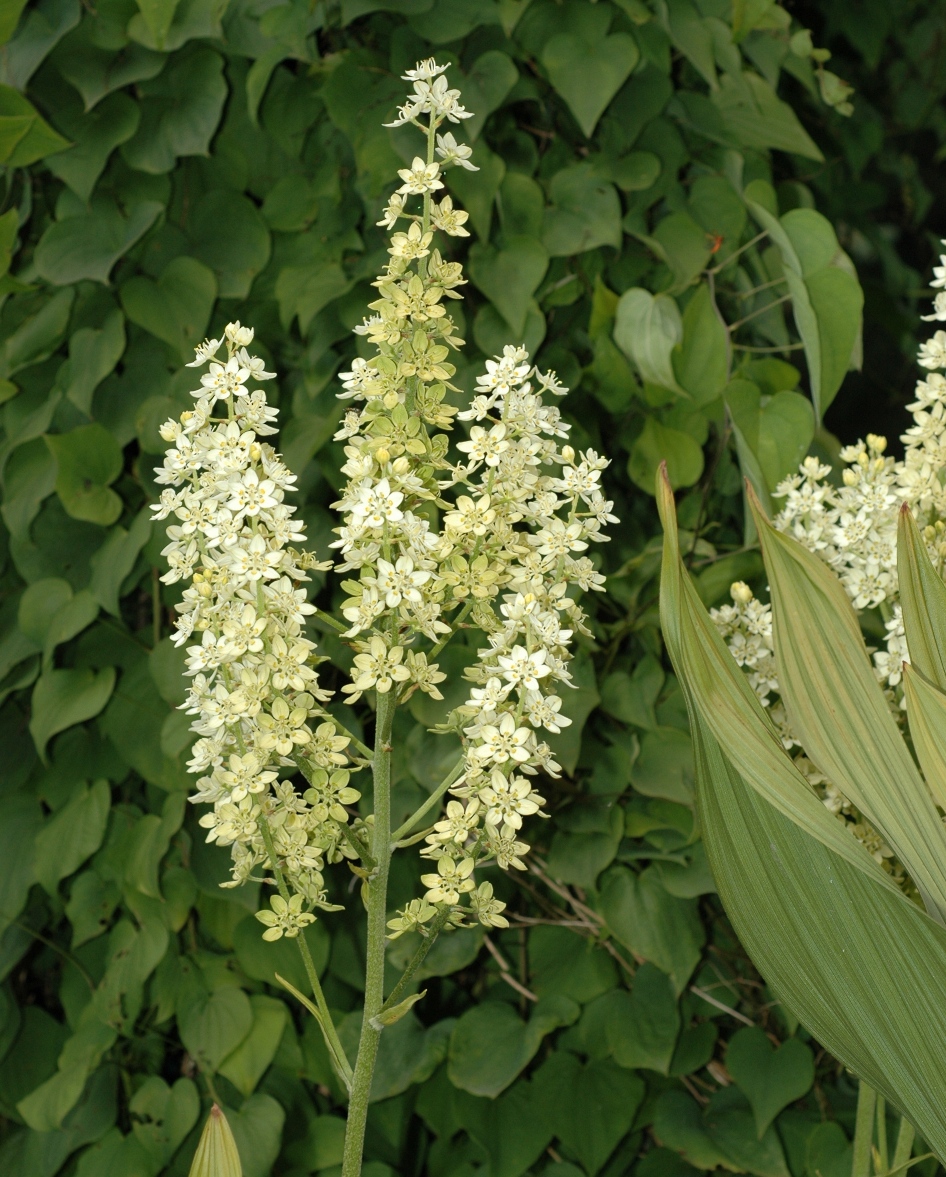 Melanthiaceae Melanthium virginicum