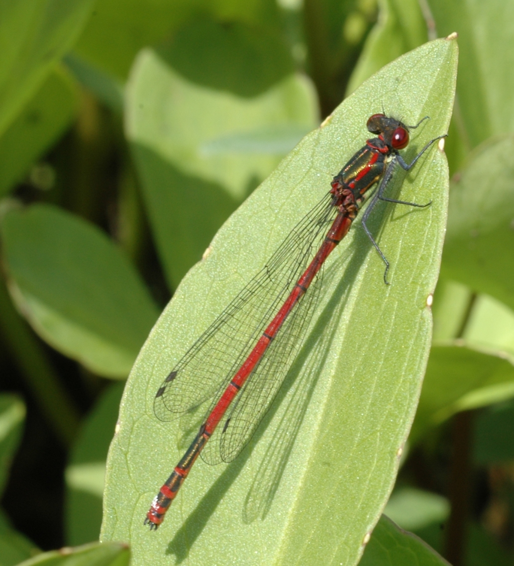 Coenagrionidae. Pyrrhosoma nymphula
