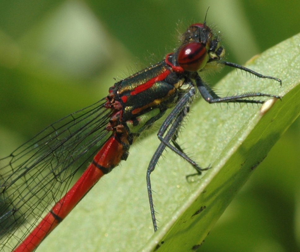 Coenagrionidae. Pyrrhosoma nymphula
