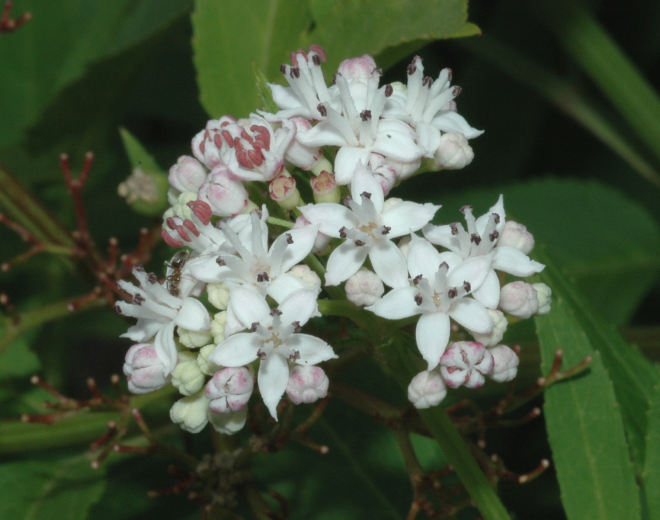 Adoxaceae Sambucus ebulus