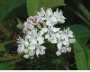 image of Sambucus ebulus