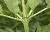 image of Sambucus ebulus
