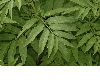 image of Sambucus ebulus