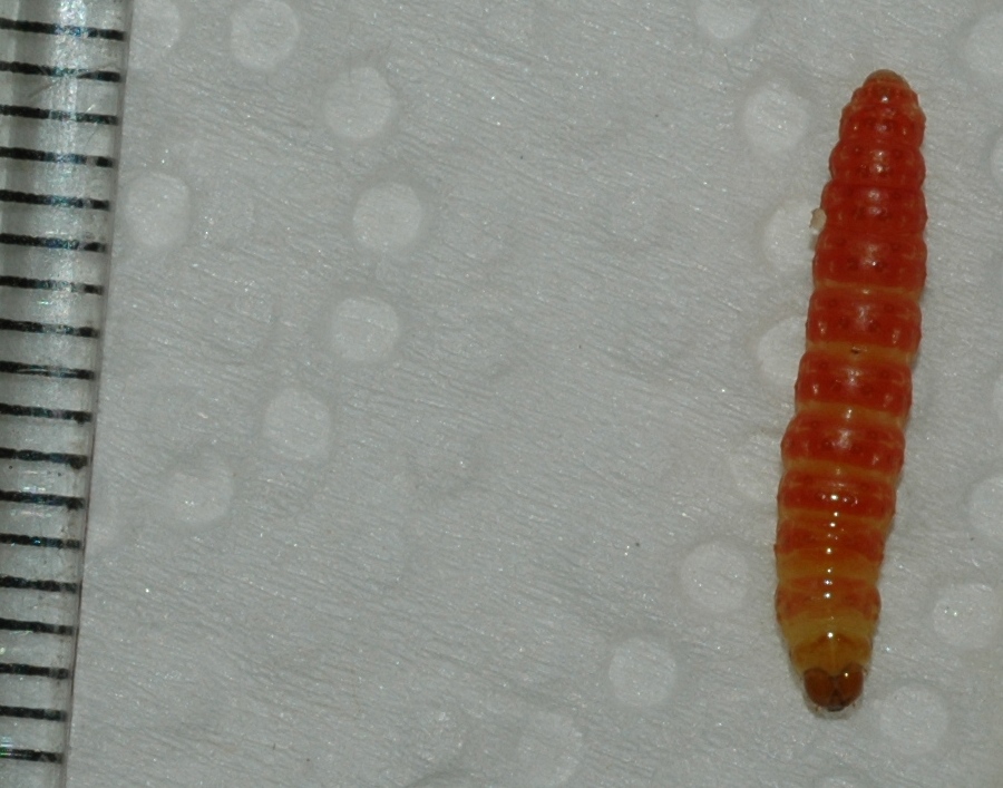 Tortricidae  