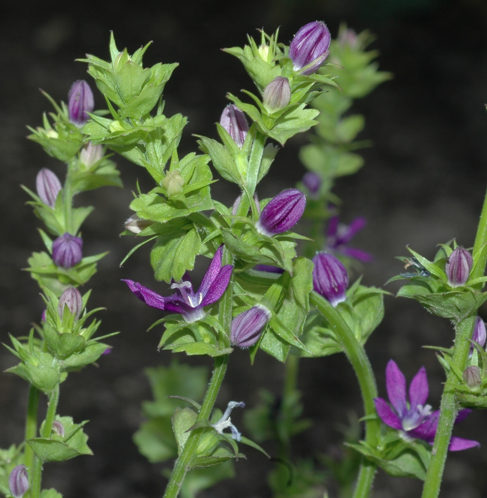 Campanulaceae Triodanis perfoliata