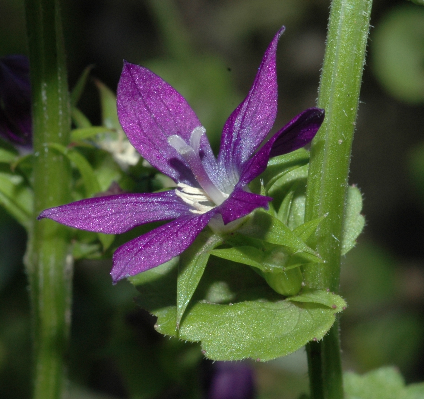 Campanulaceae Triodanis perfoliata