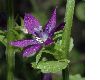 image of Triodanis perfoliata