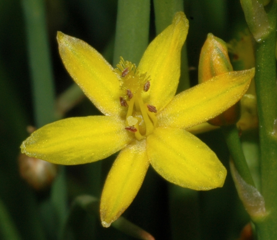 Asphodelaceae Bulbine semibarbata