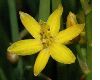 image of Bulbine semibarbata