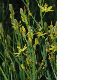 image of Bulbine semibarbata