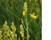 image of Bulbine semibarbata