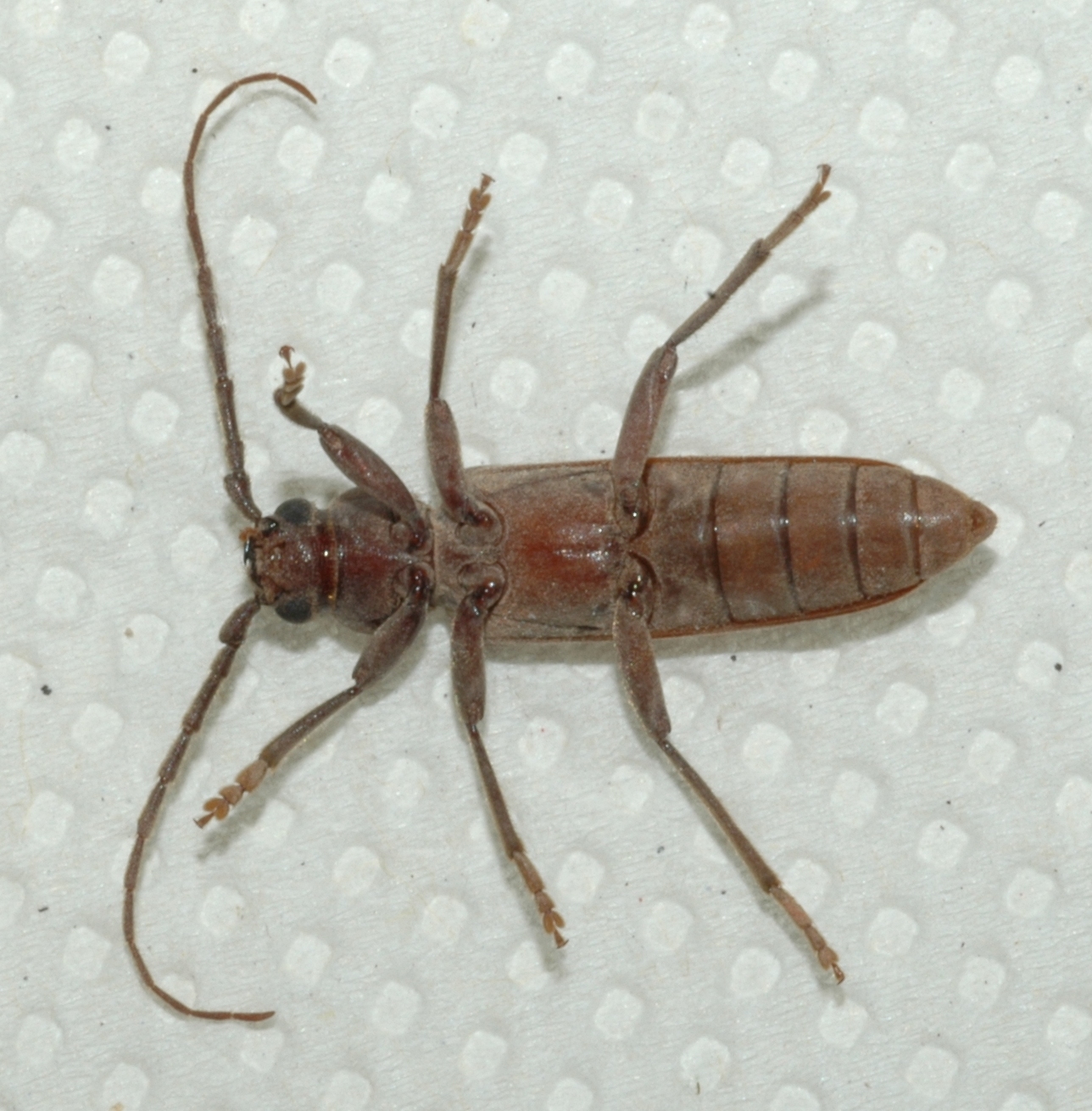 Cerambycidae Arthopalus 