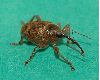 image of Curculio 