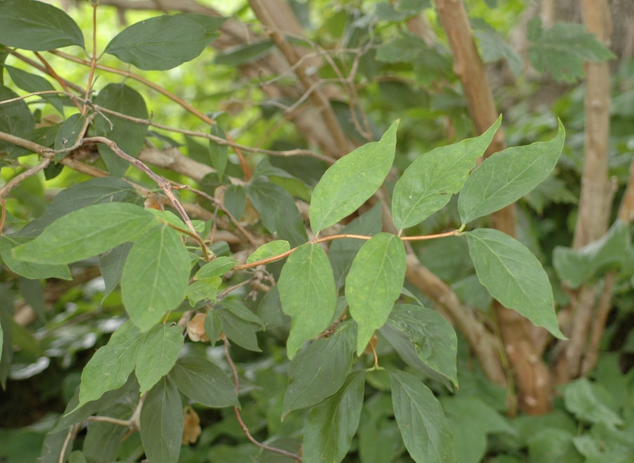 Linnaeaceae Dipelta floribunda