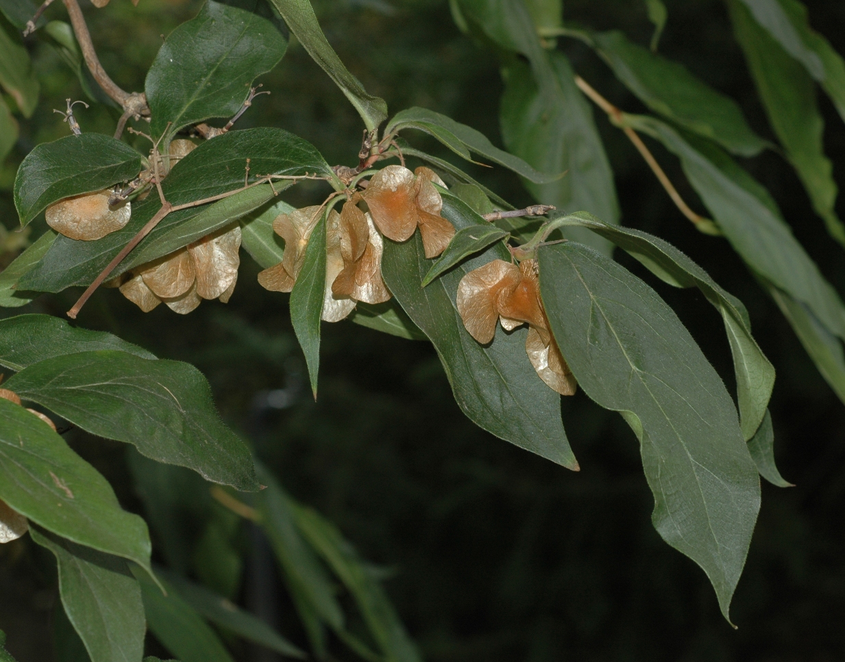 Linnaeaceae Dipelta floribunda