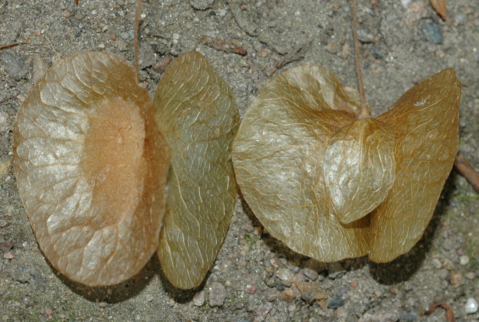 Linnaeaceae Dipelta floribunda
