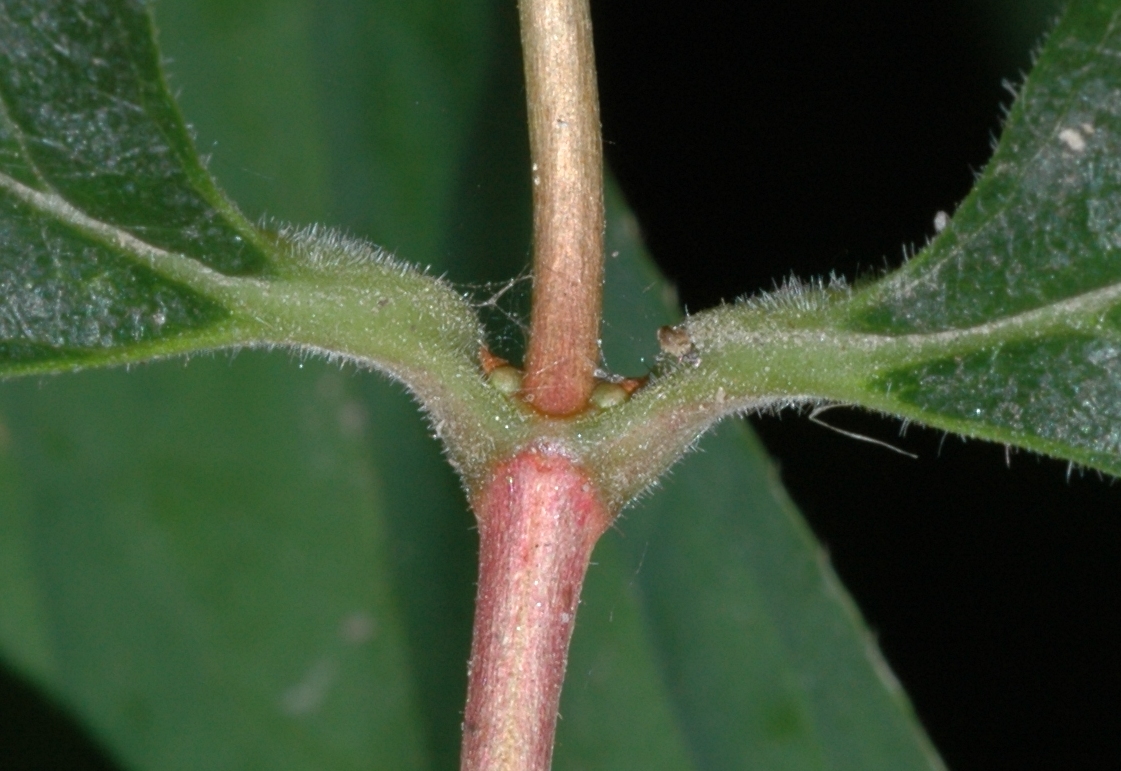 Linnaeaceae Dipelta floribunda