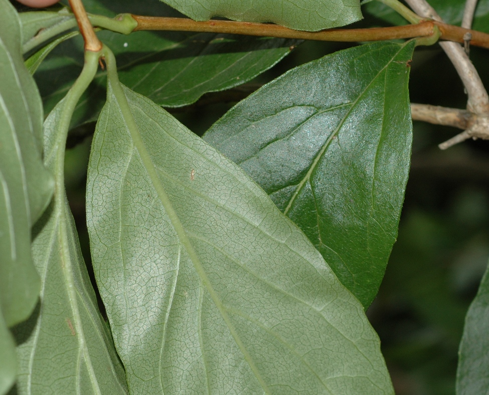 Linnaeaceae Dipelta floribunda