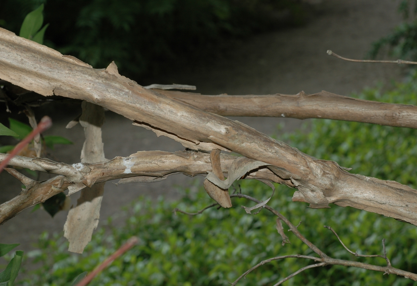 Linnaeaceae Dipelta floribunda