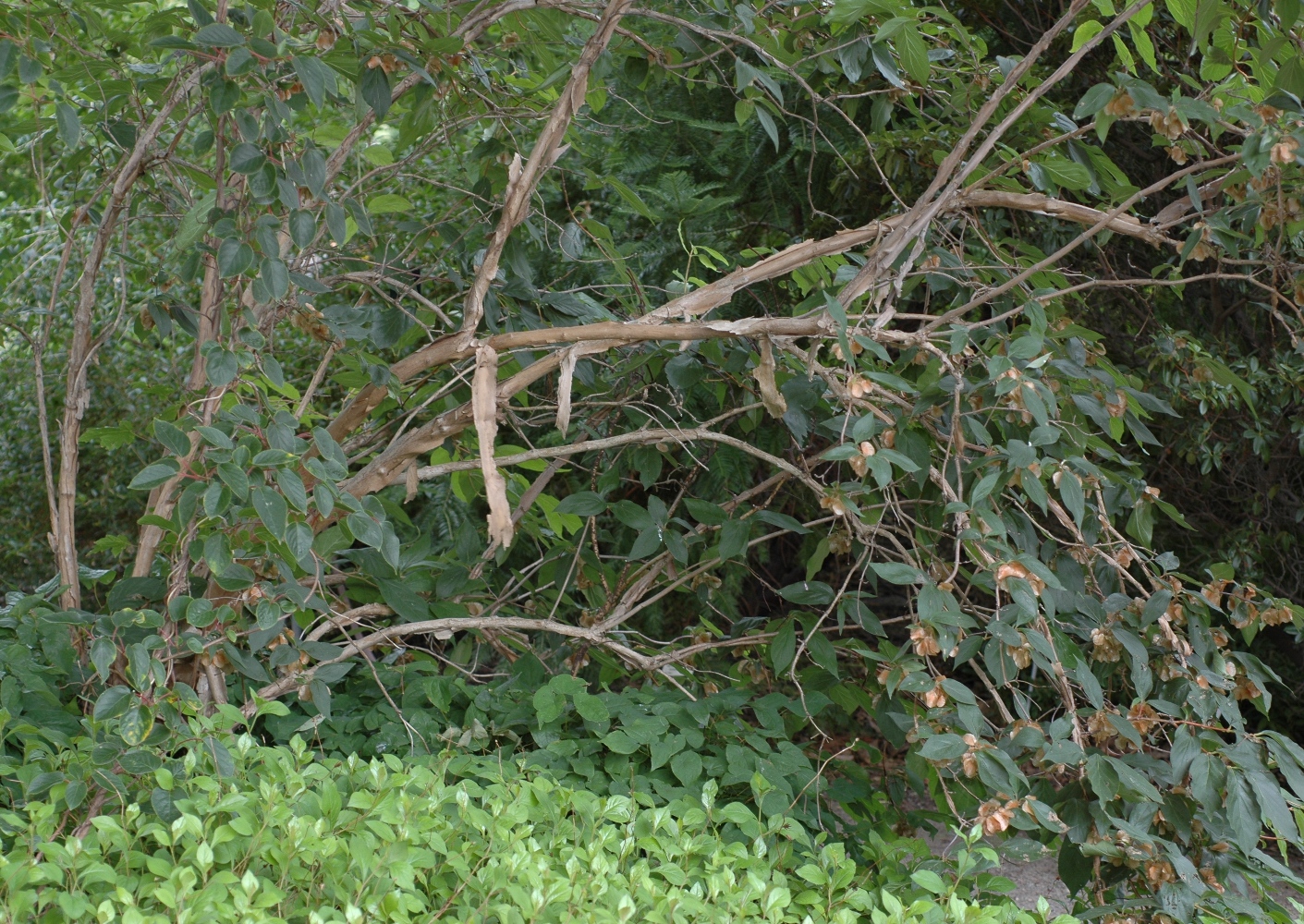 Linnaeaceae Dipelta floribunda