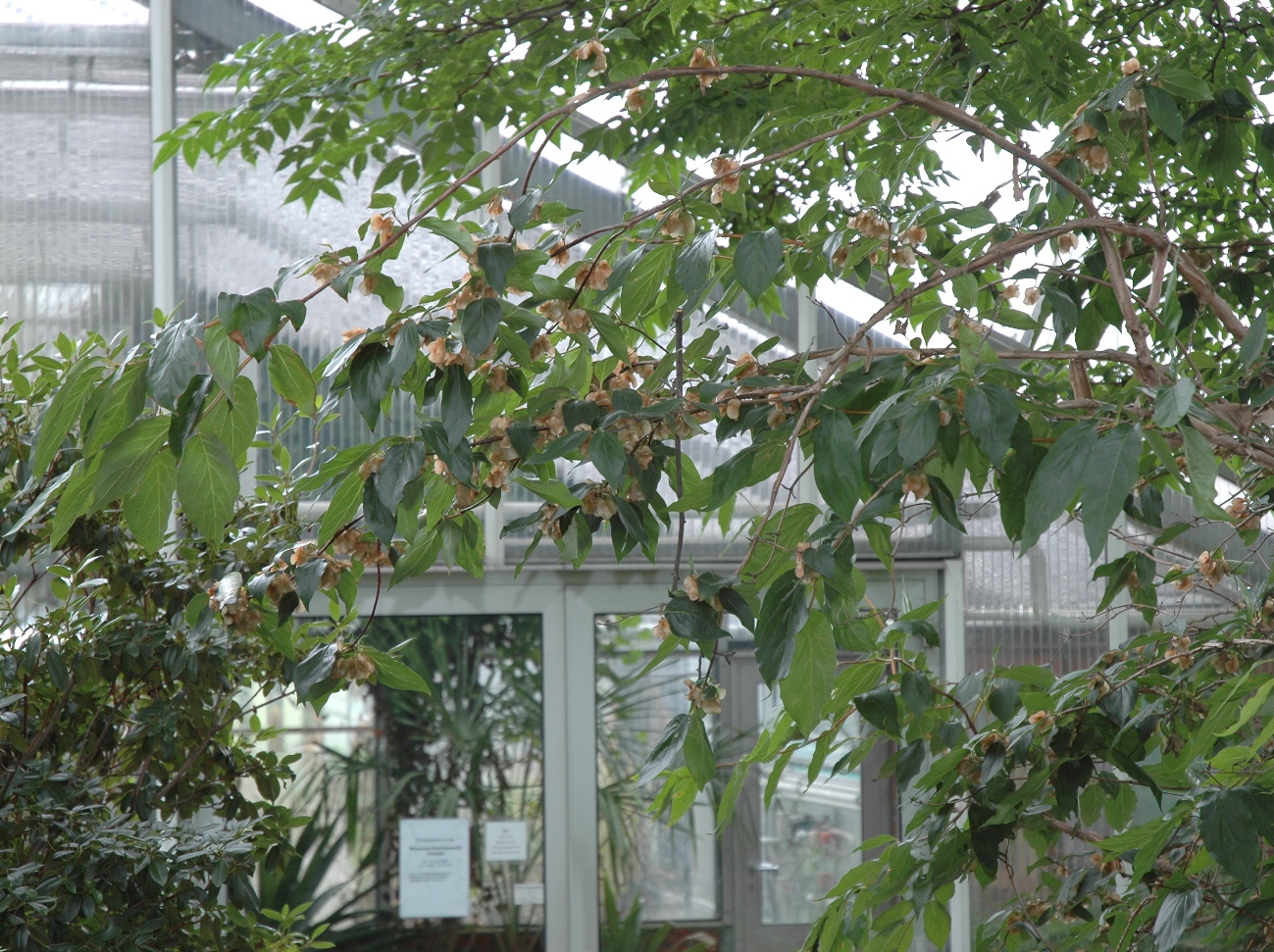 Linnaeaceae Dipelta floribunda