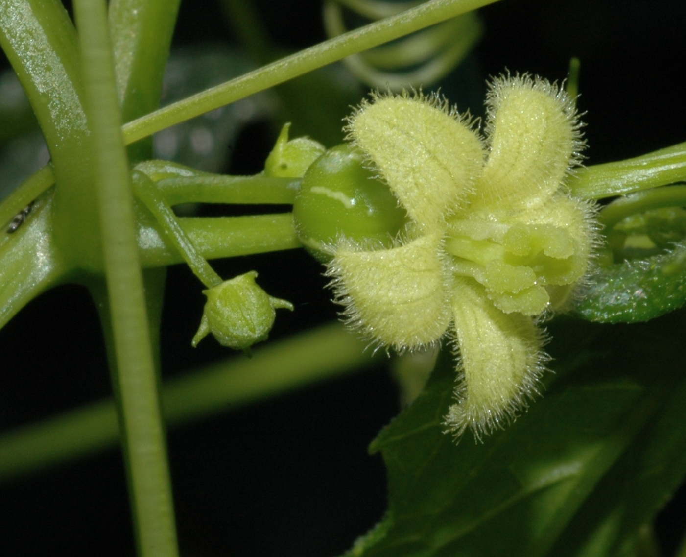Cucurbitaceae Diplocyclos palmatus