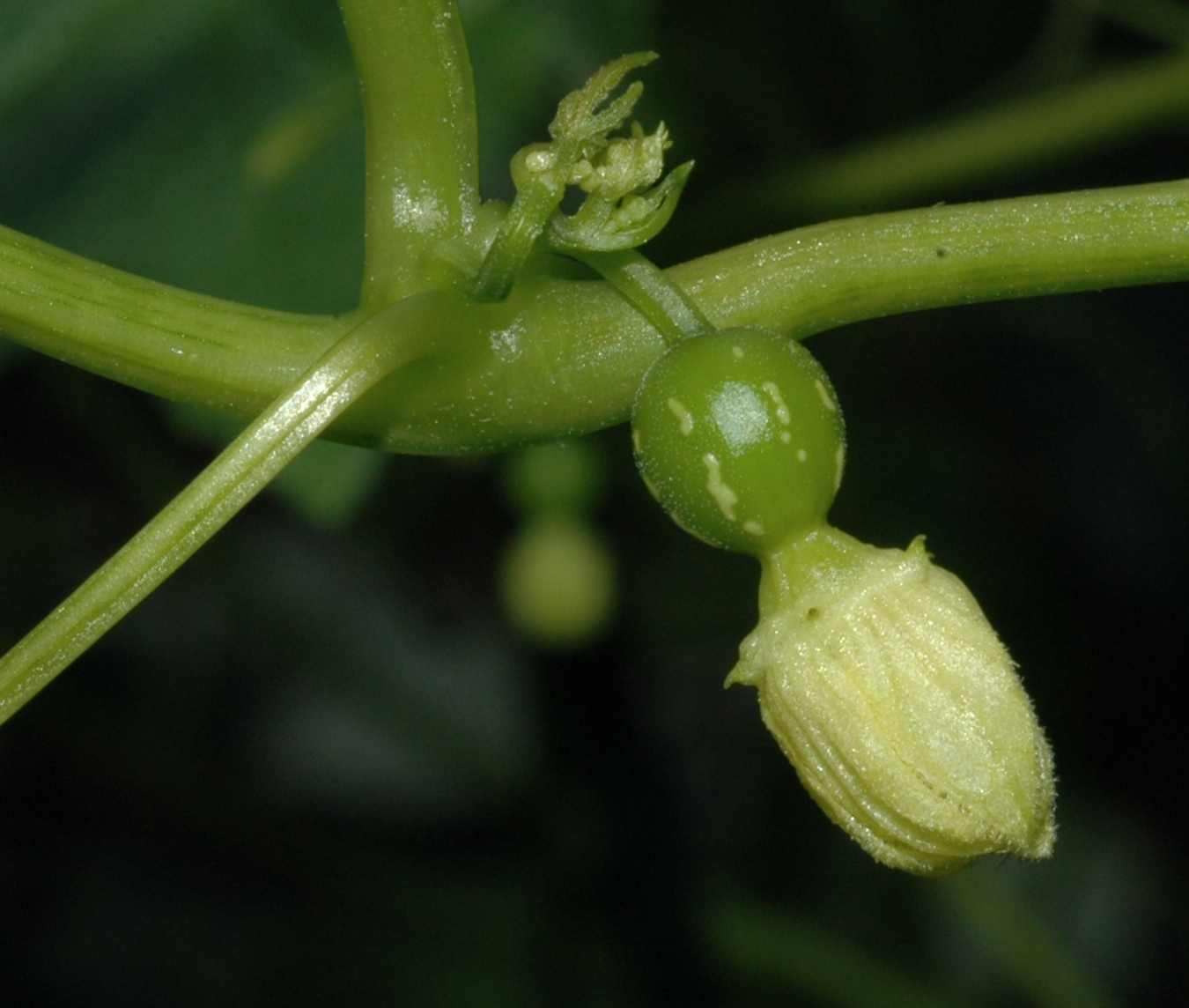 Cucurbitaceae Diplocyclos palmatus