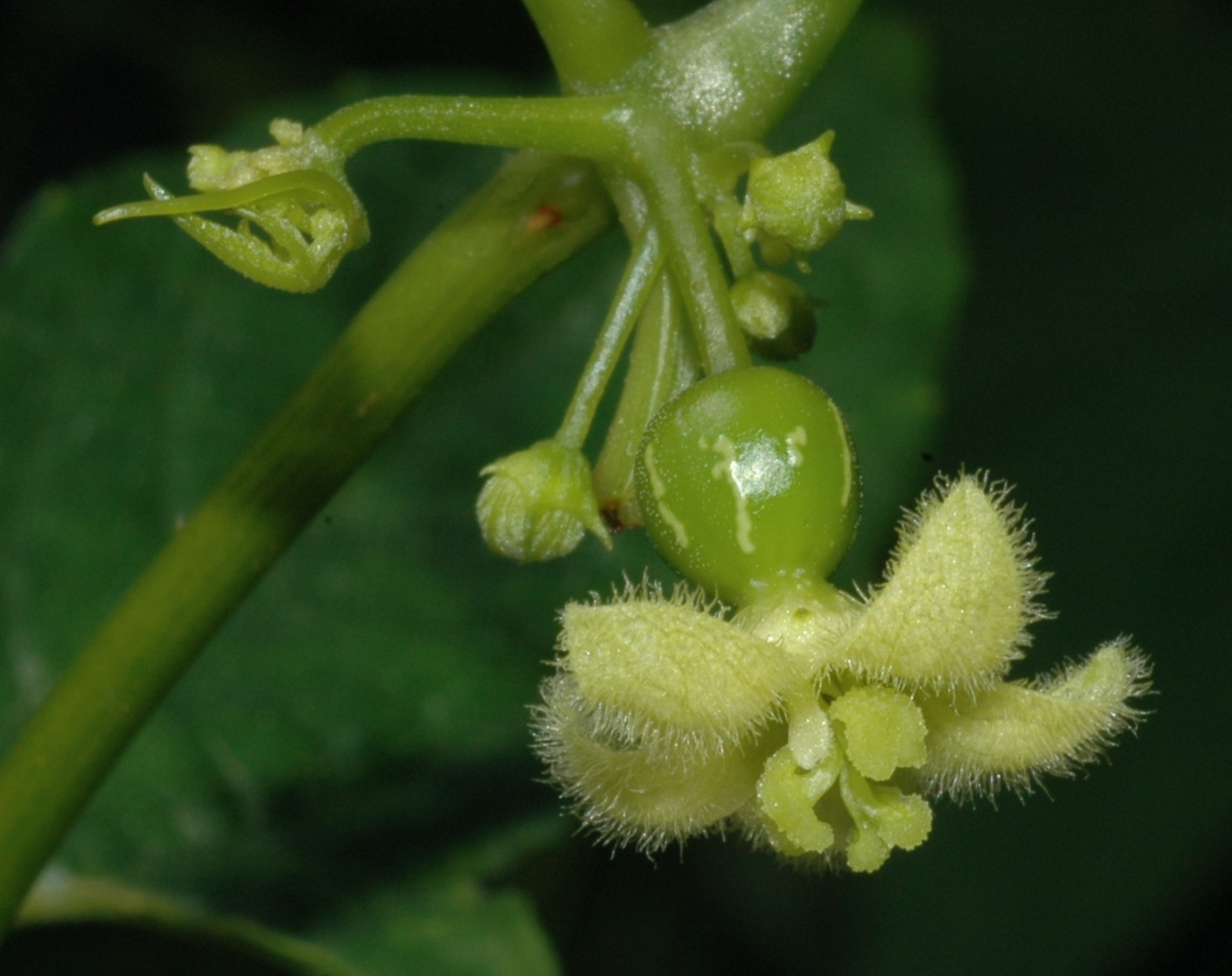 Cucurbitaceae Diplocyclos palmatus