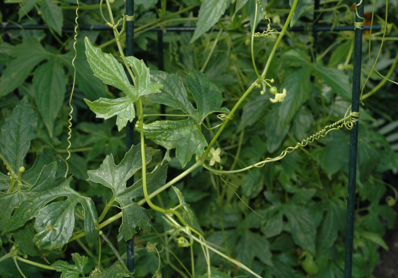 Cucurbitaceae Diplocyclos palmatus