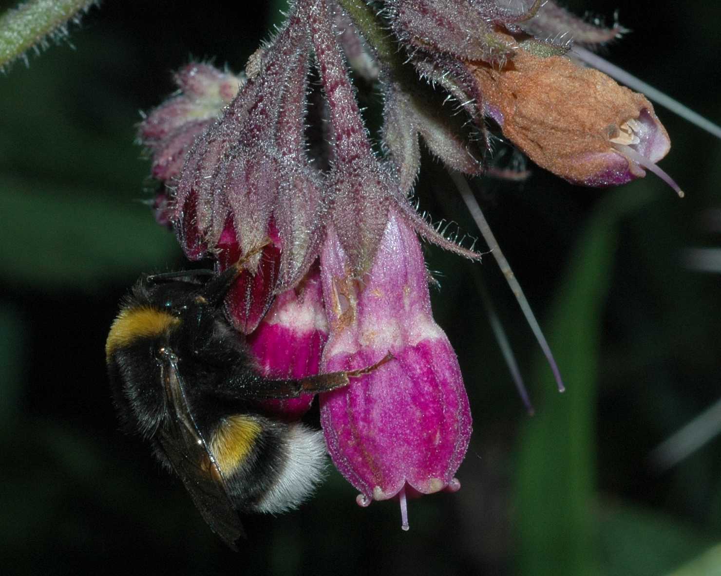 Apidae Bombus terrestris
