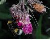 image of Bombus terrestris