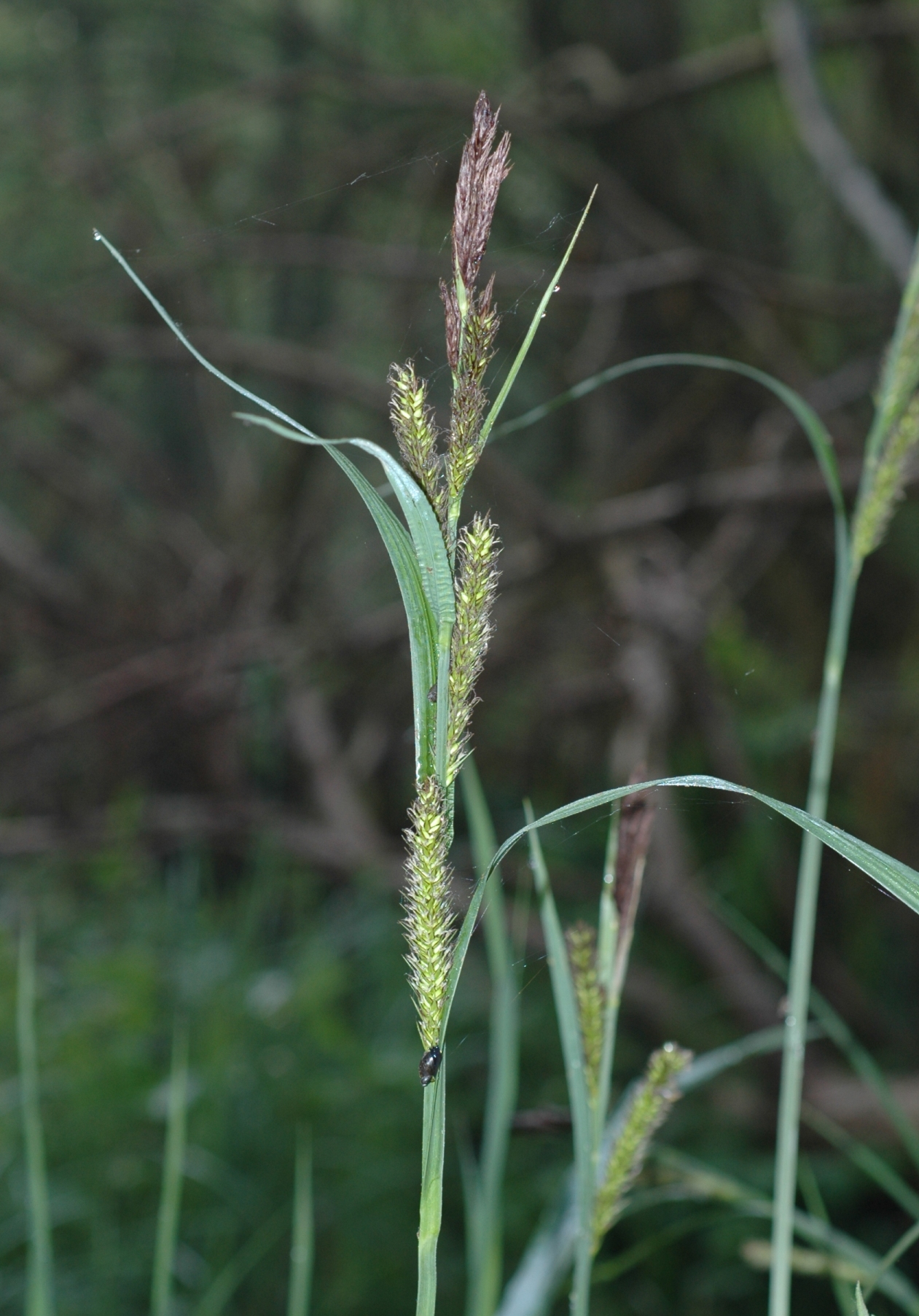 Cyperaceae Carex 