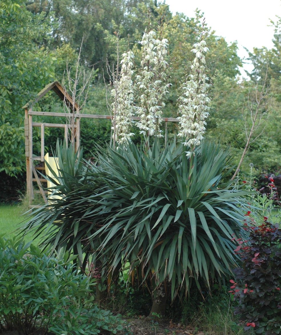 Asparagaceae Yucca 