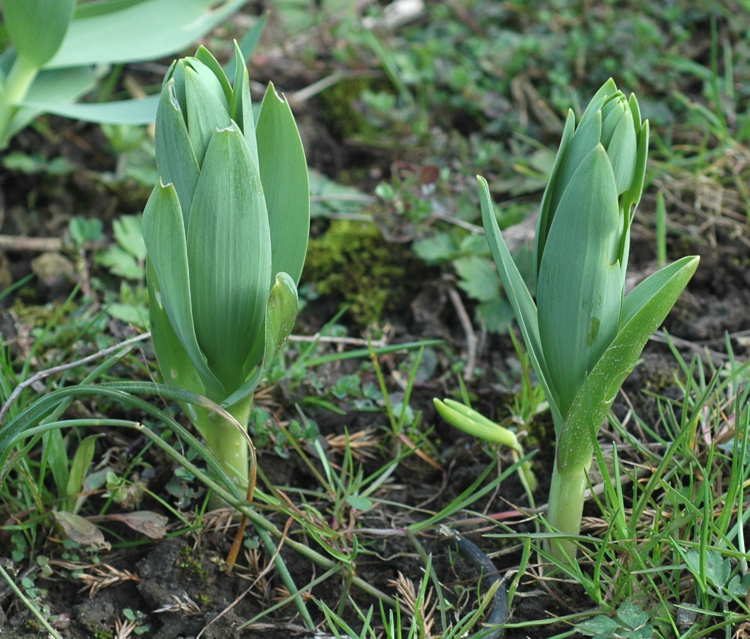 Liliaceae Fritillaria persica