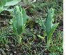 image of Fritillaria persica